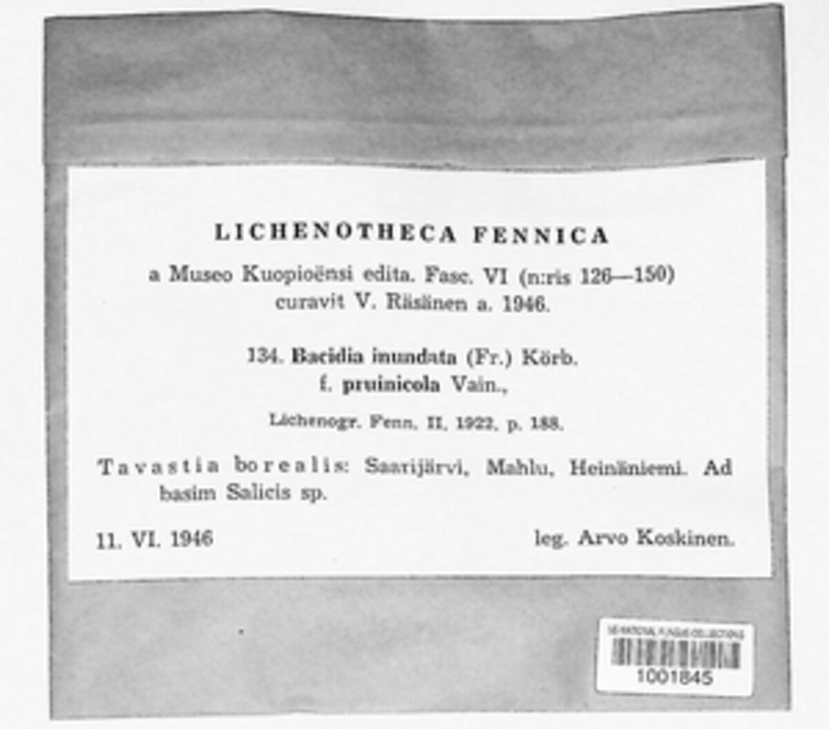 Bacidina inundata image